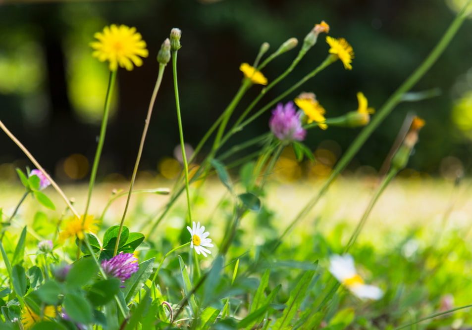 Best plants for septic drain field